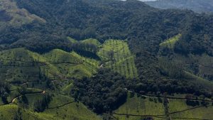 Fragmentation of forest habitat due to plantations in Eravikulam National Park in India.