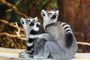 Two lemurs sitting together with their heads turned looking up.