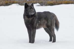 An Alexander Archipelago wolf, found in the Tongass National Forest, stands out with dark gray and black fur in a snowy landscape.