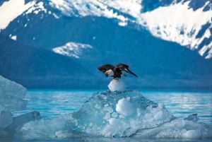 A Bald Eagle takes off from the ice in Tongass National Forest, a temperate rainforest in Alaska.