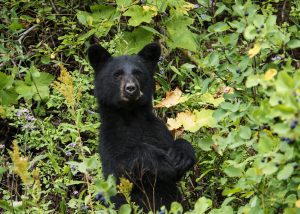 A black bear cub sits up with front paws together surrounded by green vegetation in a temperate rainforest.