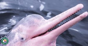 An Amazon River Dolphin lifts its head out of the water. It has a long, toothy snout and mottled pink and gray skin.