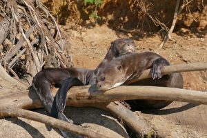 Two Giant Otters sunbathe on driftwood by the water in the Amazon.