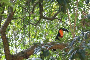 A black toucan with an orange throat and red belly sits on a leafy tree in the rainforest.