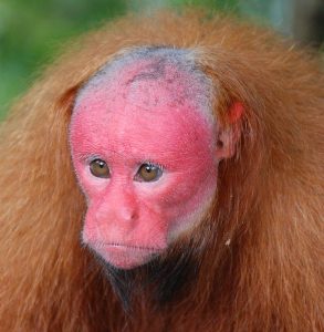 A closeup of a Bald Uakari, a tropical rainforest monkey with shaggy auburn body hair and a bald, red face.