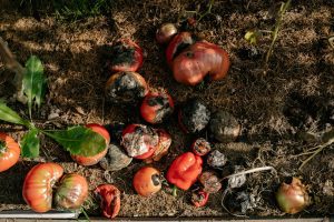 Rotting tomatoes on the ground, an example of food waste.