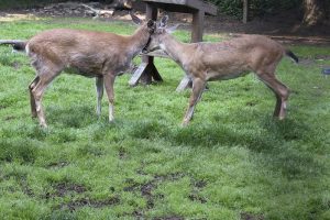 Two Sitka Black-tailed Deer touch faces in a grassy area of Tongass National Forest.