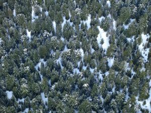 An aerial view of a temperate rainforest with dense trees and snow on the ground.