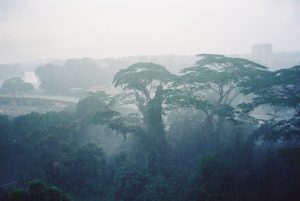 Johor Bahru in Malaysia, with rainforest treetops in the foreground and buildings in the misty background.