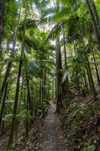 A vertical shot of tropical rainforest layers, from the dark forest floor to the tall, dense canopy.
