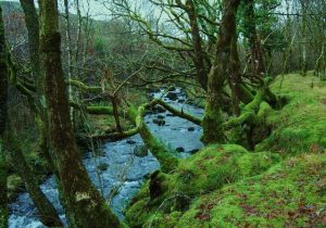 A river runs through a temperate rainforest, with moss and vegetation covering the ground.
