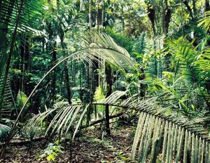 Green fronds and trees in the Amazon rainforest.