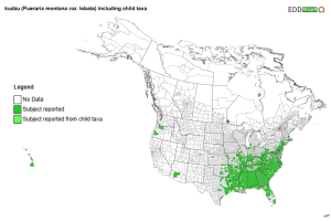 A map of kudzu spread shows the invasive species' spread by county in the US in Canada. Kudzu has primarily been reported along the eastern coast of the US, much of the south, and Hawaii.