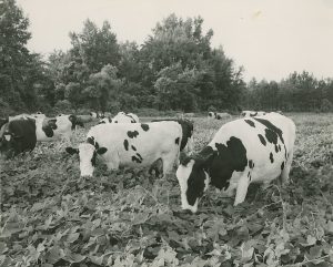 Dairy cows grazing on a field of kudzu in the US, 1950s.
