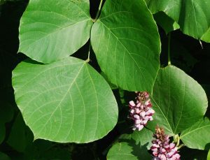 The leaves and flowers of the kudzu vine, an invasive species.