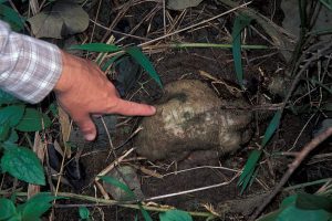 The root structure of kudzu, an invasive species.