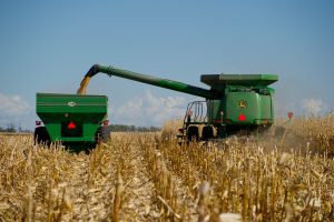 Corn, a staple crop, being harvested by a machine and deposited into a truck.