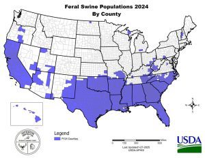 A USDA map shows feral swine sightings by county as of 2024. Most sightings span the lower states from coast to coast but there are scattered sightings in New England and along the Canadian border.