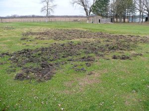 A wide shot of a field damaged by feral swine, where the grass has been rooted up in clumps.