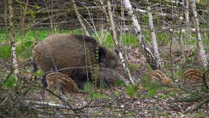 An adult boar with three baby boars root around in a wooded area.
