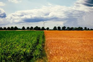 The dividing line between a field of maize with green leaves and a field of golden wheat with a bright blue sky in the background.