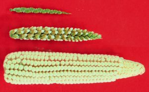 A comparison photo of teosinte and maize, an example of a staple food crop that changed over time through human cultivation.