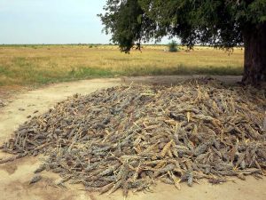 A pile of millet, a staple crop.
