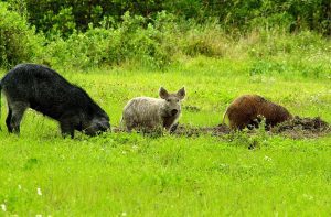 A group of three boars root up and wallow in dirt in a grassy area.