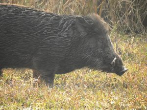 A closeup shot of a stocky wild boar with brown, thick fur and short tusks in a grassy area.