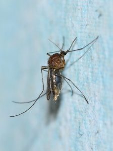 A close-up of a mosquito, a disease-carrying insect.